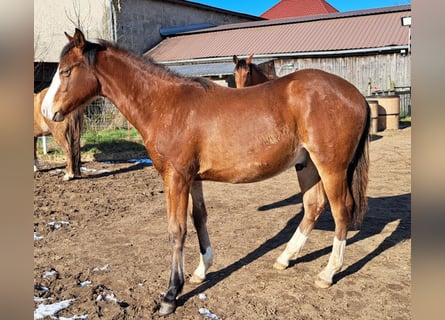 American Quarter Horse, Stallion, 1 year, 14.3 hh, Brown