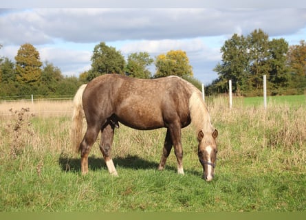 American Quarter Horse, Stallion, 1 year, 14.3 hh, Palomino