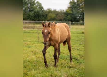 American Quarter Horse, Stallion, 1 year, 14,2 hh, Red Dun