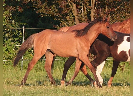 American Quarter Horse, Stallion, 1 year, 14,3 hh, Dun
