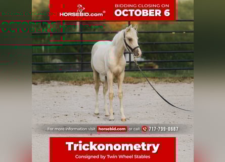 American Quarter Horse, Stallion, 1 year, 14,3 hh, Palomino