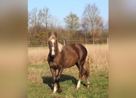 American Quarter Horse, Stallion, 1 year, 14,3 hh, Palomino