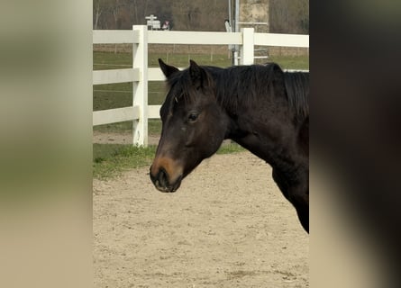 American Quarter Horse, Stallion, 1 year, 15.1 hh, Bay-Dark