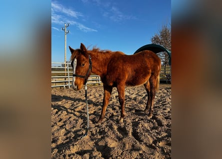 American Quarter Horse, Stallion, 1 year, 15.1 hh, Chestnut-Red