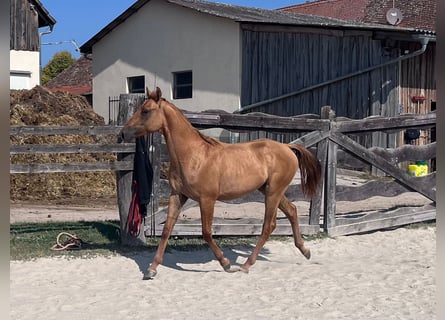 American Quarter Horse, Hengst, 1 Jahr, 15,1 hh, Red Dun