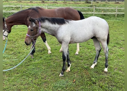 American Quarter Horse, Stallion, 1 year, 15,1 hh, Roan-Bay