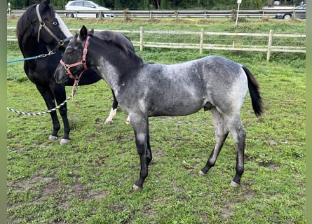 American Quarter Horse, Stallion, 1 year, 15,1 hh, Roan-Blue