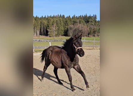 American Quarter Horse, Stallion, 1 year, 15.2 hh, Roan-Blue