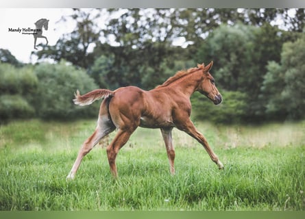 American Quarter Horse, Stallion, 1 year, 15.3 hh, Chestnut-Red