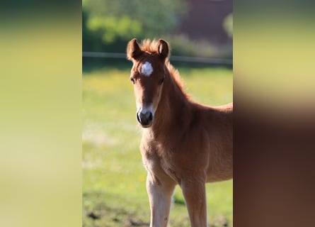 American Quarter Horse, Stallion, 1 year, 15 hh, Chestnut-Red