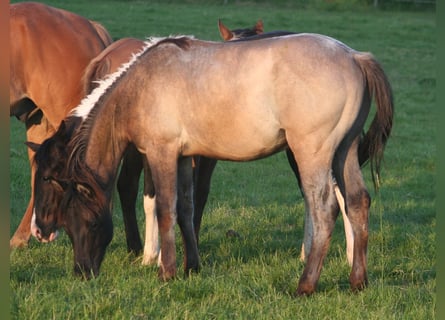 American Quarter Horse, Stallion, 1 year, 15 hh, Grullo