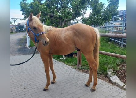 American Quarter Horse, Stallion, 1 year, 15 hh, Palomino