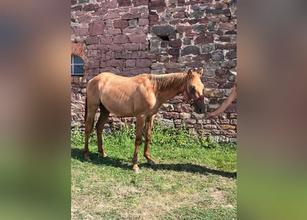 American Quarter Horse, Stallion, 1 year, 15 hh, Red Dun