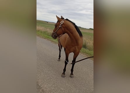 American Quarter Horse, Stallion, 1 year, 15,1 hh, Brown Falb mold