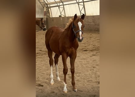 American Quarter Horse, Stallion, 1 year, 15,2 hh