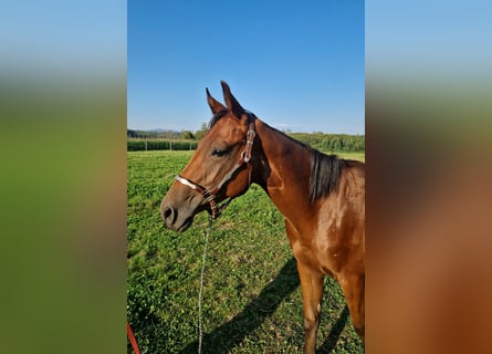American Quarter Horse, Stallion, 1 year, Bay-Dark
