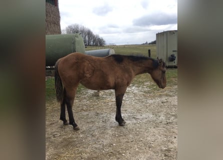 American Quarter Horse, Stallion, 1 year, Brown Falb mold