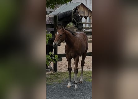 American Quarter Horse, Stallion, 1 year, Brown