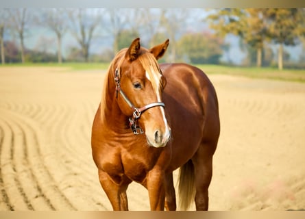 American Quarter Horse, Stallion, 1 year, Chestnut-Red