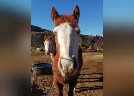 American Quarter Horse, Stallion, 1 year, Chestnut-Red