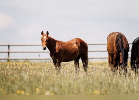 American Quarter Horse, Stallion, 1 year, Chestnut