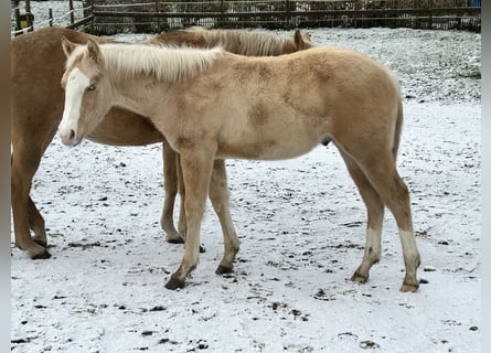 American Quarter Horse, Stallion, 1 year, Palomino