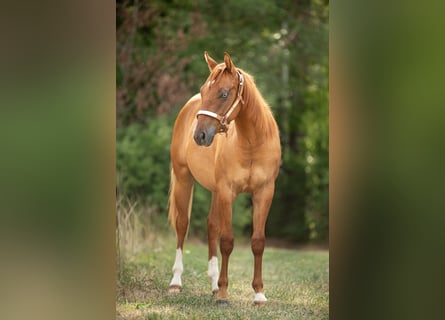American Quarter Horse, Stallion, 1 year, Red Dun