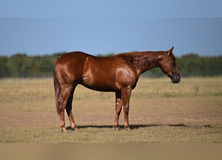 American Quarter Horse, Stallion, 1 year, Sorrel