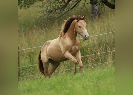 American Quarter Horse, Stallion, 2 years, 13.2 hh, Champagne