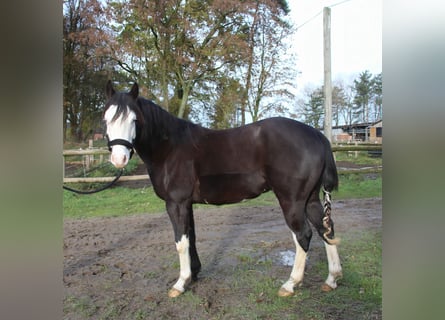 American Quarter Horse, Stallion, 2 years, 13,3 hh, Smoky-Black