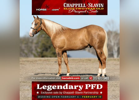American Quarter Horse, Stallion, 2 years, 14.1 hh, Palomino