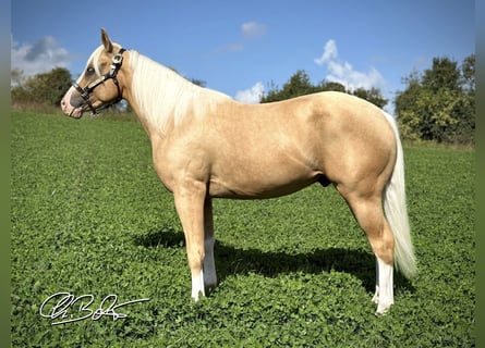 American Quarter Horse, Stallion, 2 years, 14.1 hh, Palomino