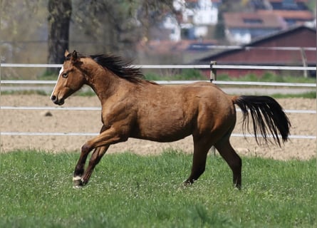 American Quarter Horse, Stallion, 2 years, 14.2 hh, Brown