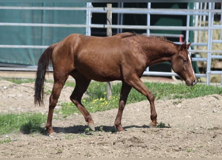 American Quarter Horse, Stallion, 2 years, 14.2 hh, Chestnut