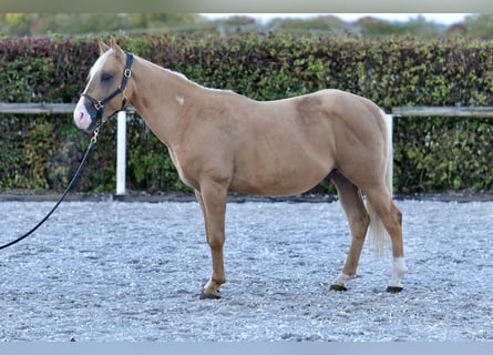American Quarter Horse, Stallion, 2 years, 14.2 hh, Palomino