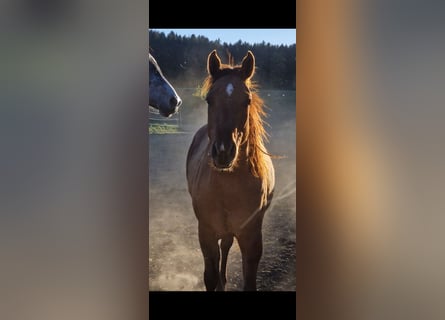 American Quarter Horse, Stallion, 2 years, 14.2 hh, Red Dun
