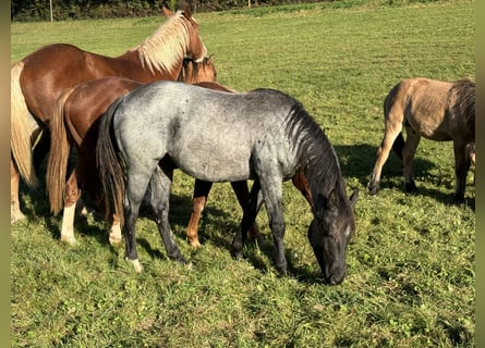 American Quarter Horse, Stallion, 2 years, 14,2 hh, Roan-Blue