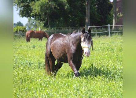 American Quarter Horse, Stallion, 2 years, 14.2 hh, Smoky-Black American Quarter Horse, Stallion, 2 years, 14.2 hh, Smoky-Black