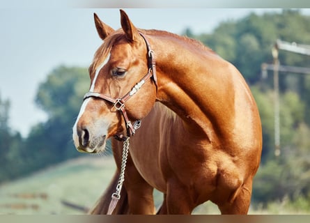 American Quarter Horse, Stallion, 2 years, 14.3 hh, Chestnut-Red