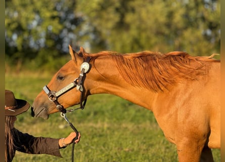 American Quarter Horse, Stallion, 2 years, 14.3 hh, Red Dun