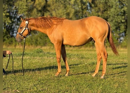 American Quarter Horse, Stallion, 2 years, 14.3 hh, Red Dun