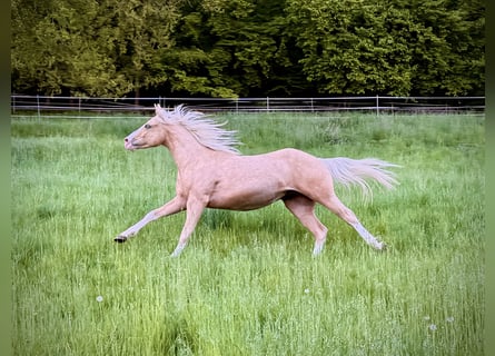 American Quarter Horse, Stallion, 2 years, 14,1 hh