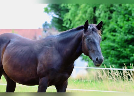 American Quarter Horse, Stallion, 2 years, 14,2 hh, Black