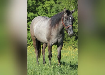 American Quarter Horse, Stallion, 2 years, 14,2 hh, Can be white