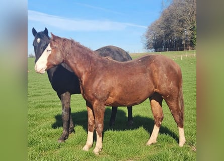 American Quarter Horse, Stallion, 2 years, 14,2 hh, Chestnut-Red