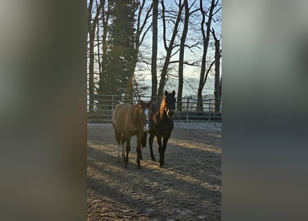 American Quarter Horse, Stallion, 2 years, 14,2 hh, Palomino