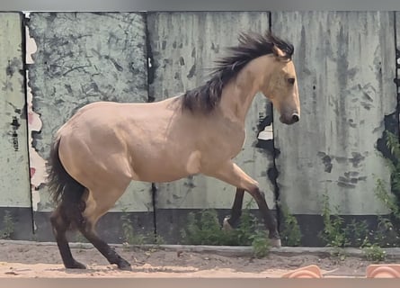 American Quarter Horse, Stallion, 2 years, 15.2 hh, Buckskin