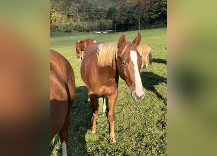 American Quarter Horse, Stallion, 2 years, 15 hh, Chestnut-Red