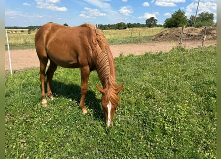 American Quarter Horse, Stallion, 2 years, 15,1 hh, Chestnut-Red