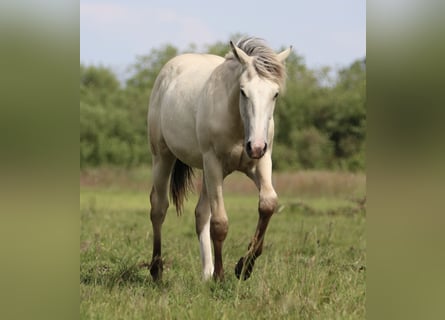 American Quarter Horse, Stallion, 2 years, 15,2 hh, Palomino